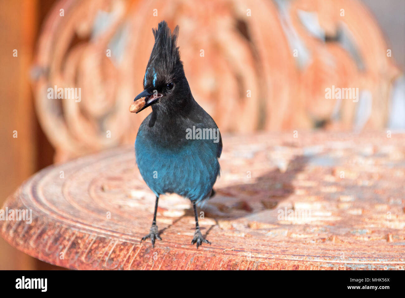 Stellar's Jay / Blue Jay with nut in beak on wrought iron table in Big Bear California United States Stock Photo