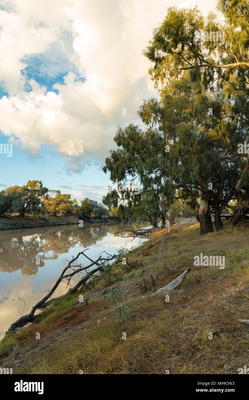 Gum tree murray river in hi-res stock photography and images - Alamy