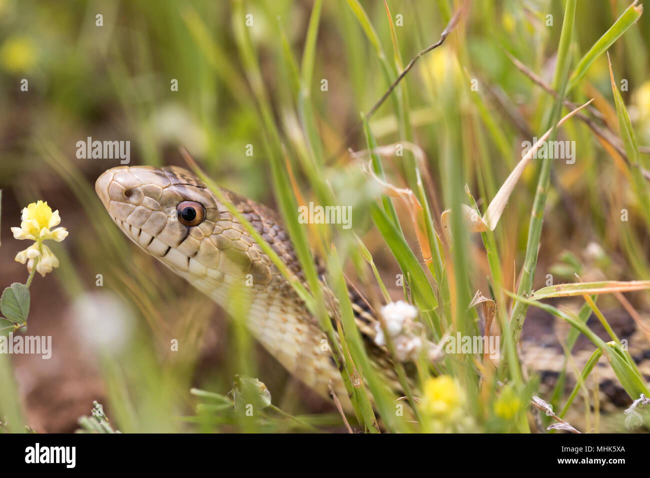 Pacific Gopher Snake (Pituophis catenifer catenifer) hiding in the grass. Stock Photo