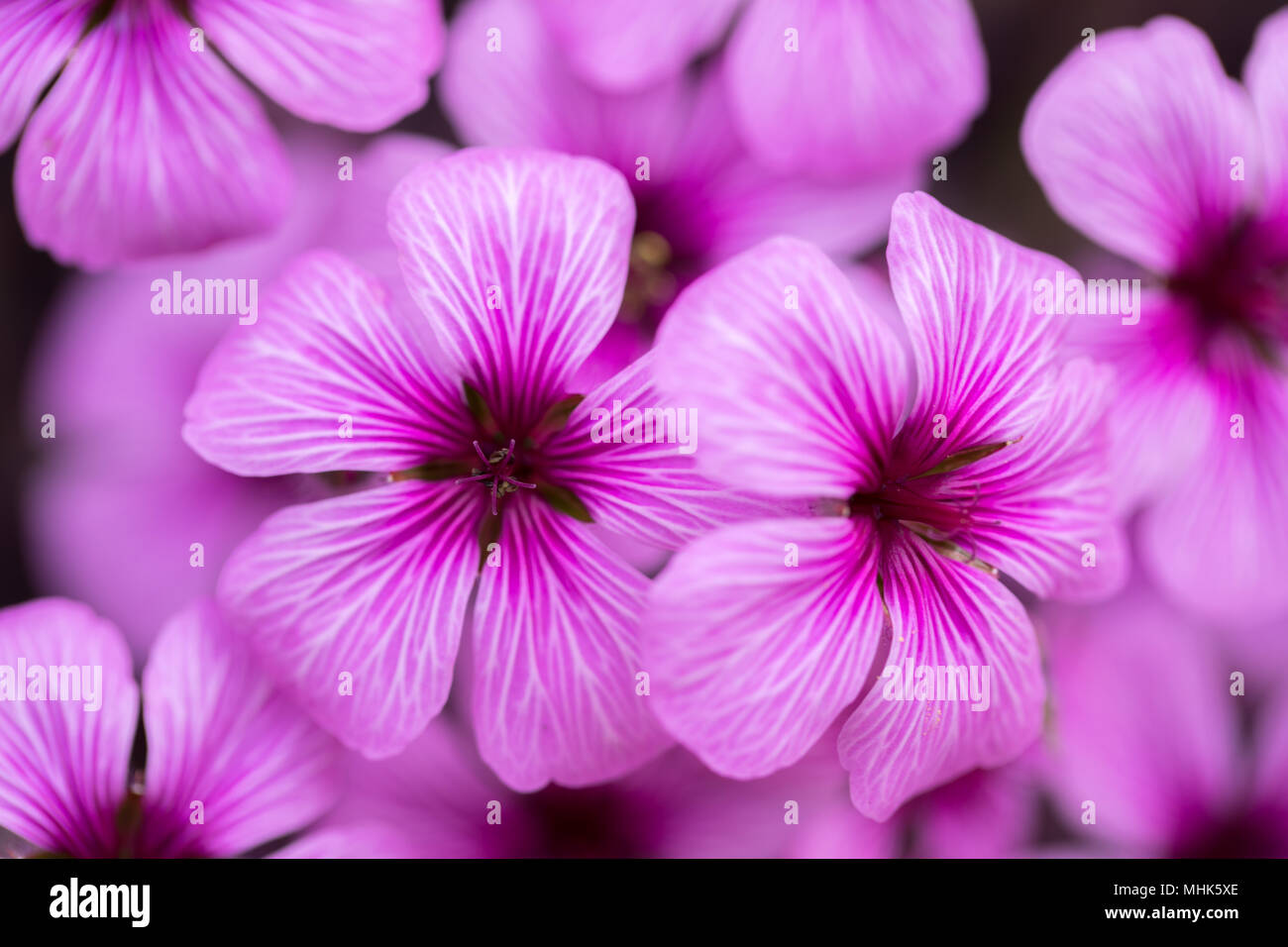Pink-Sorrel (Oxalis articulate) blooming. Stock Photo