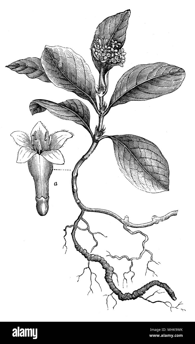 Carapichea ipecacuanha, Stock Photo