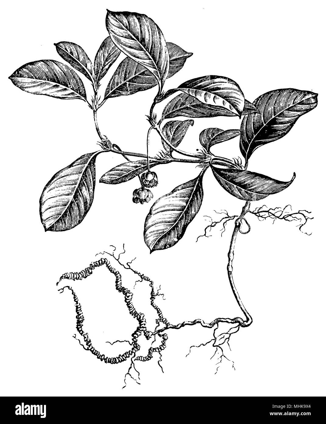 Carapichea ipecacuanha, Stock Photo