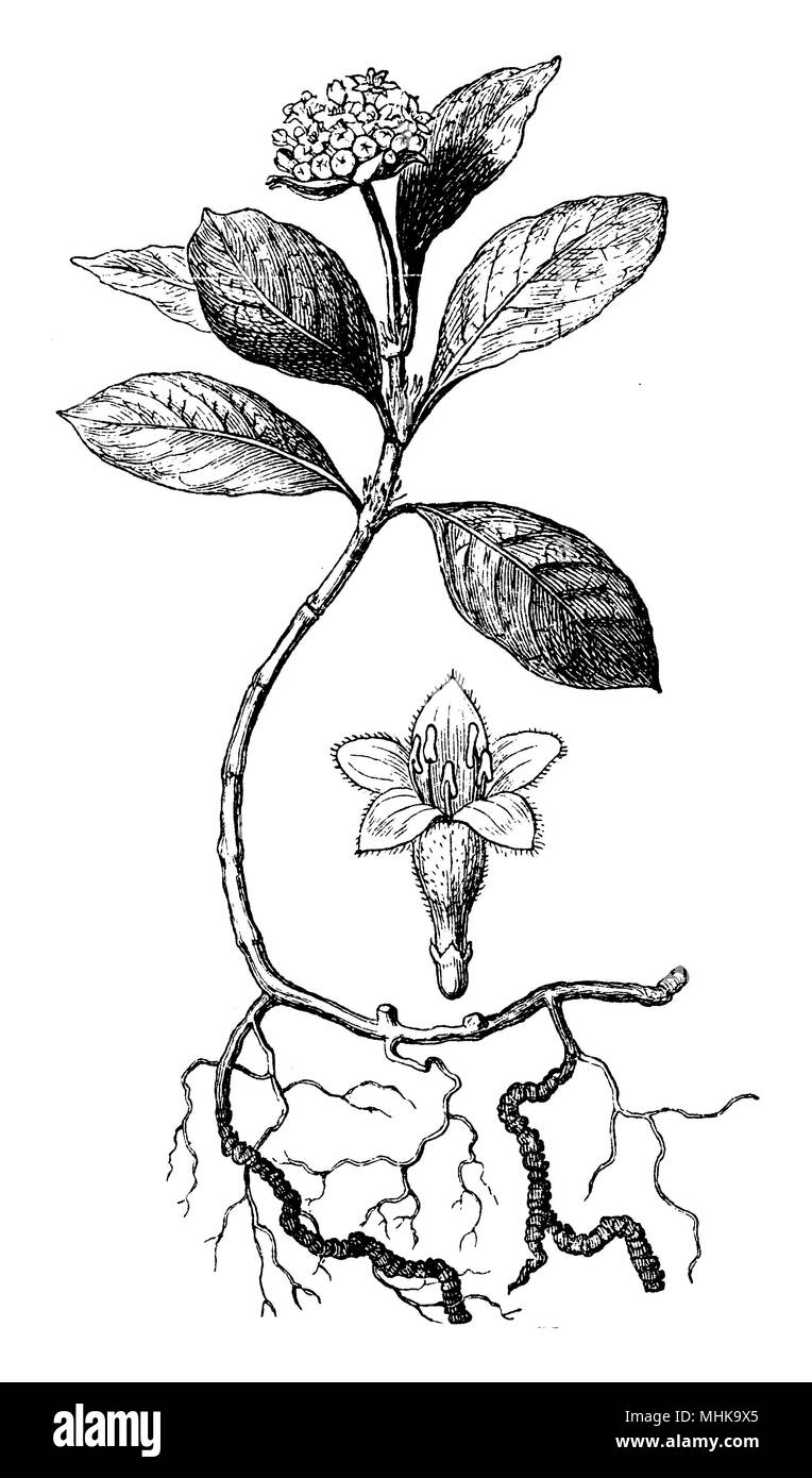 Carapichea ipecacuanha,   1885 Stock Photo