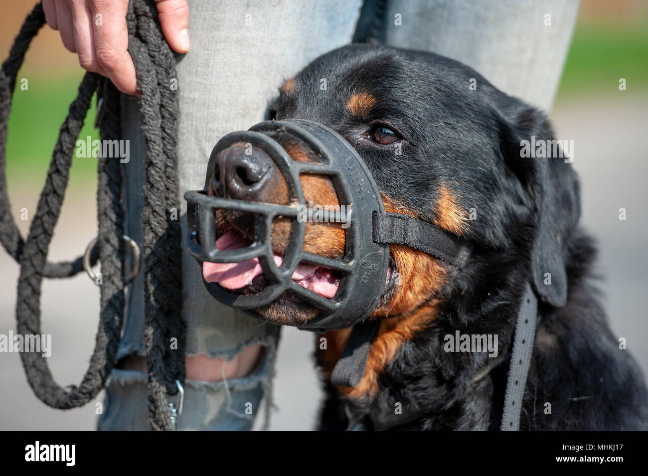 rottweiler with muzzle