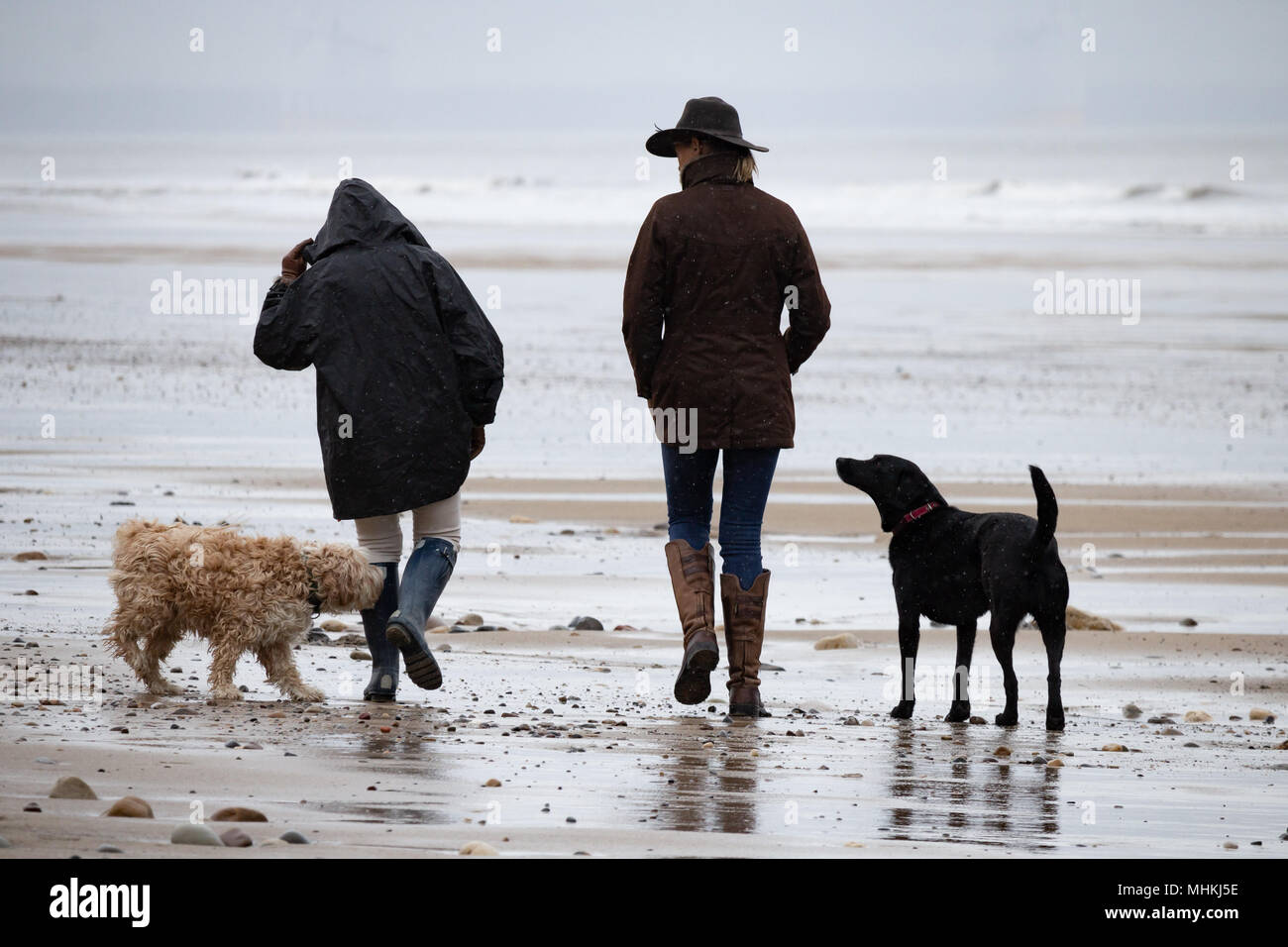 Dog walker/walkers walking on beach. UK Stock Photo Alamy