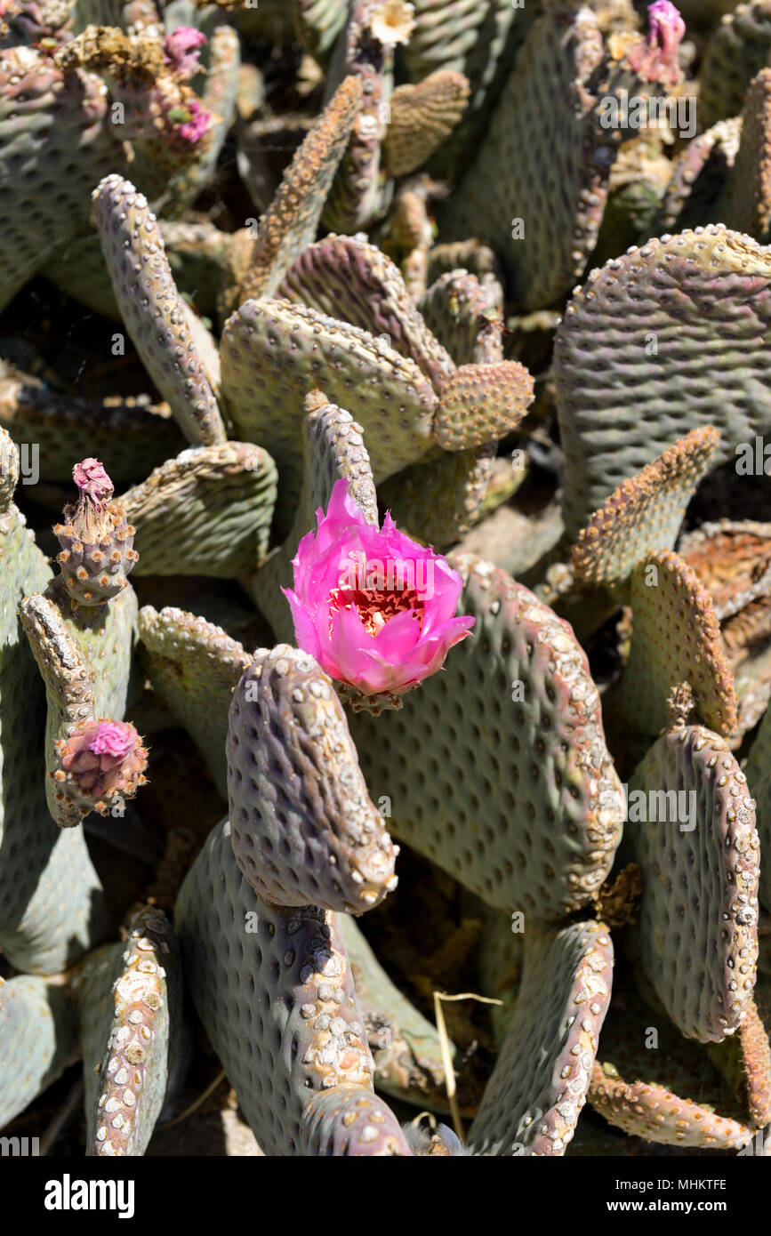 Blooming Chaparral Prickly Pear Cactus Stock Photo