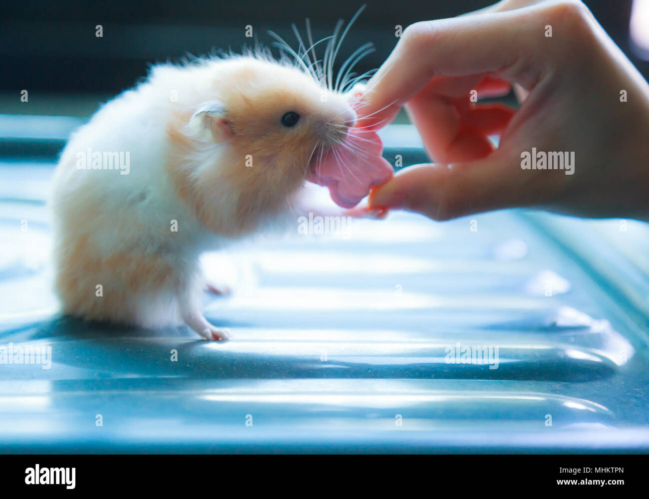 Front view of Cute Orange and White Syrian or Golden Hamster (Mesocricetus auratus) climbing on girl's hand. Taking Care, Mercy, Domestic Pet Animal C Stock Photo