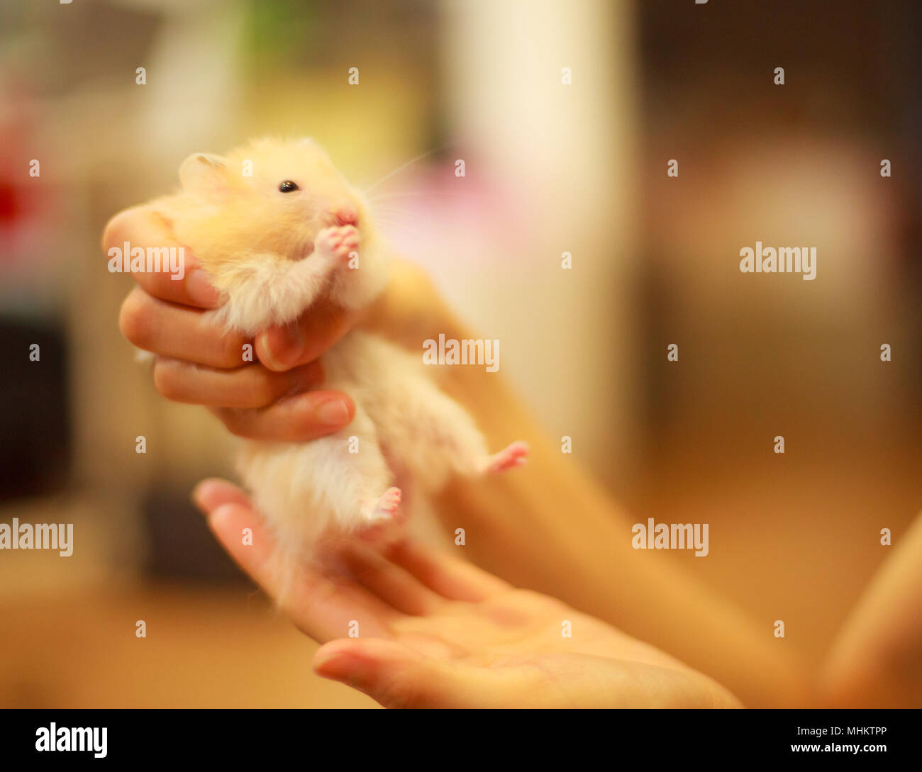 Giant Hamster Hi Res Stock Photography And Images Alamy