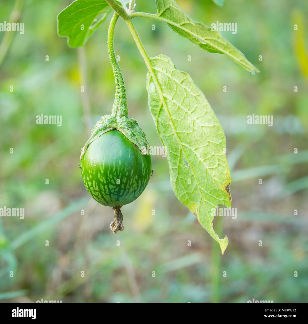 Thai Green Eggplant Stock Photo - Alamy