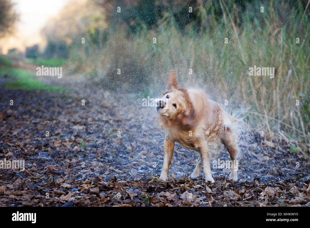 Golden Retriever drying off Stock Photo Alamy