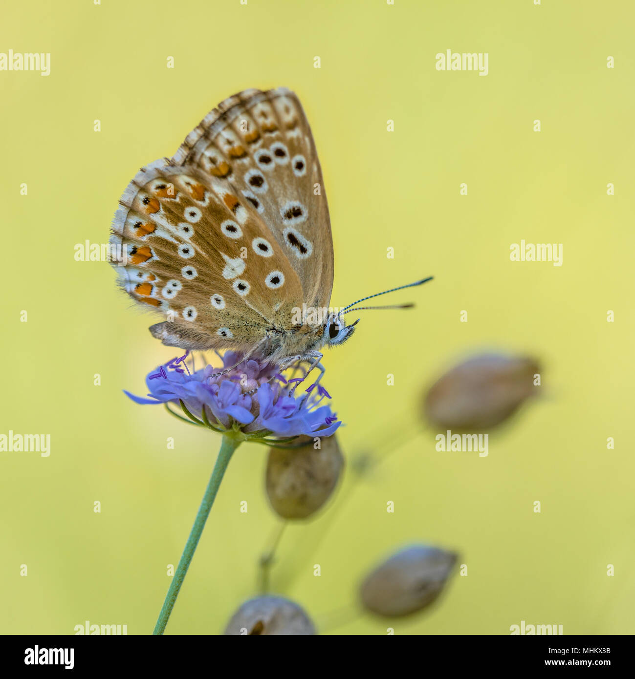 Chalkhill blue (Polyommatus coridon) butterfly on flower with bright green background Stock Photo