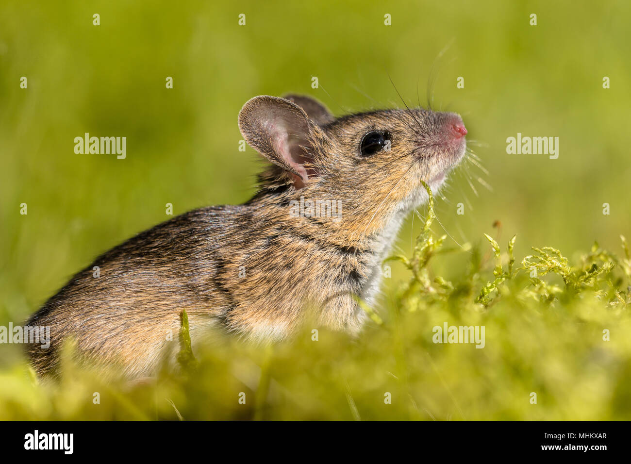 Cute looking Wood mouse (Apodemus sylvaticus) sniffing the air in green moss natural environment Stock Photo