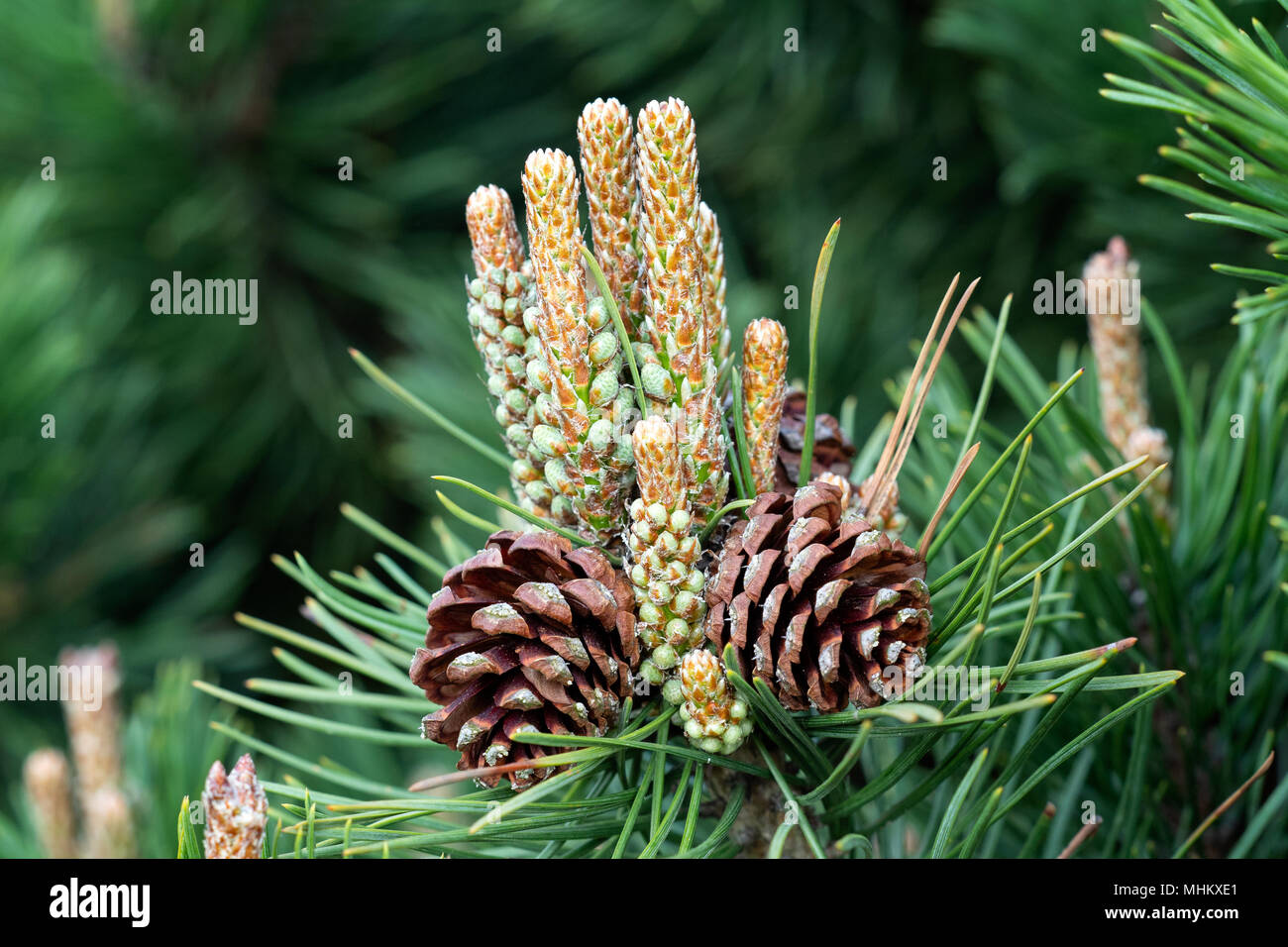 Small pine cones at the end of branches. Blurred pine needles in ...
