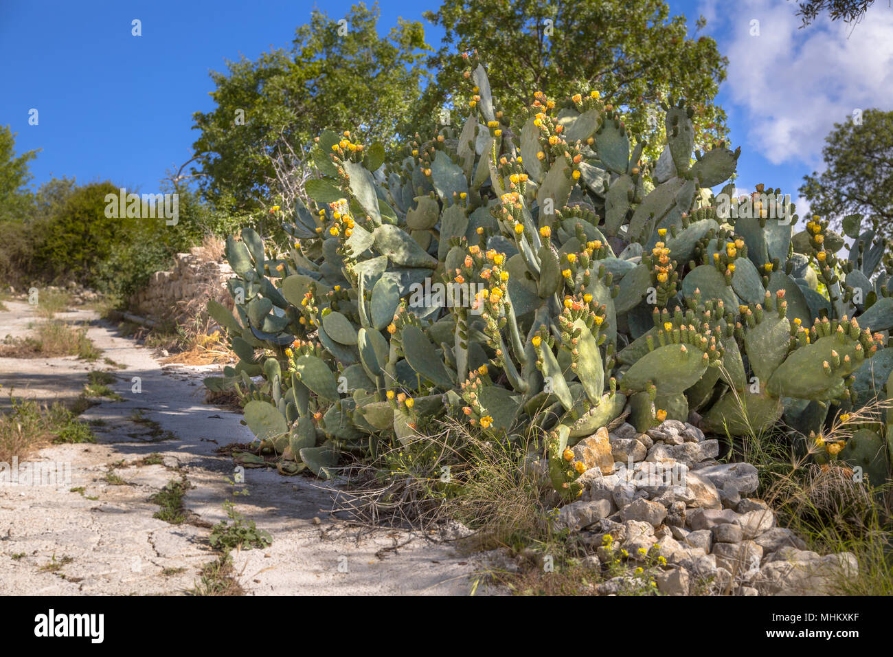Indian fig cactus (Opuntia ficus-indica, Opuntia ficus-barbarica) can be a pest in some parts of Cyprus Stock Photo