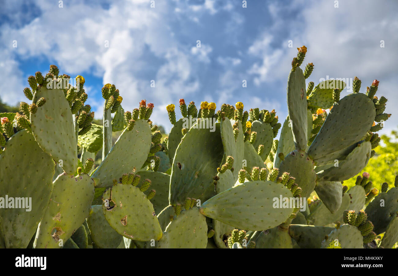 Indian fig, cactus pear (Opuntia ficus-indica, Opuntia ficus-barbarica) can be a pest in some parts of Cyprus Stock Photo