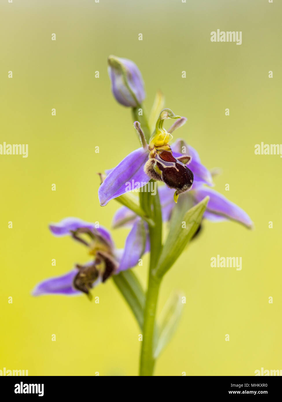 Bee orchid (Ophrys apifera) pink flowers mimicing humblebee insects to polinate the flower. On blurred green background Stock Photo