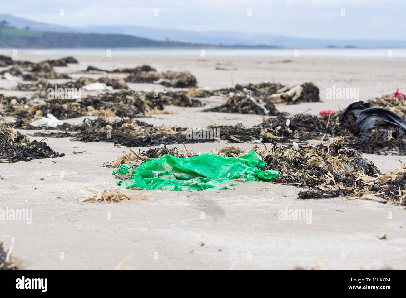 Green plastic sheet washed up on a beach surrounded by seaweed an example plastic pollution in the sea around the UK Stock Photo