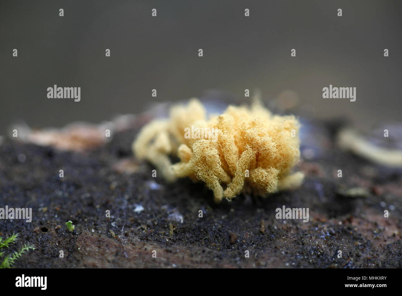 Yellow slime mold, Arcyria obvelata Stock Photo
