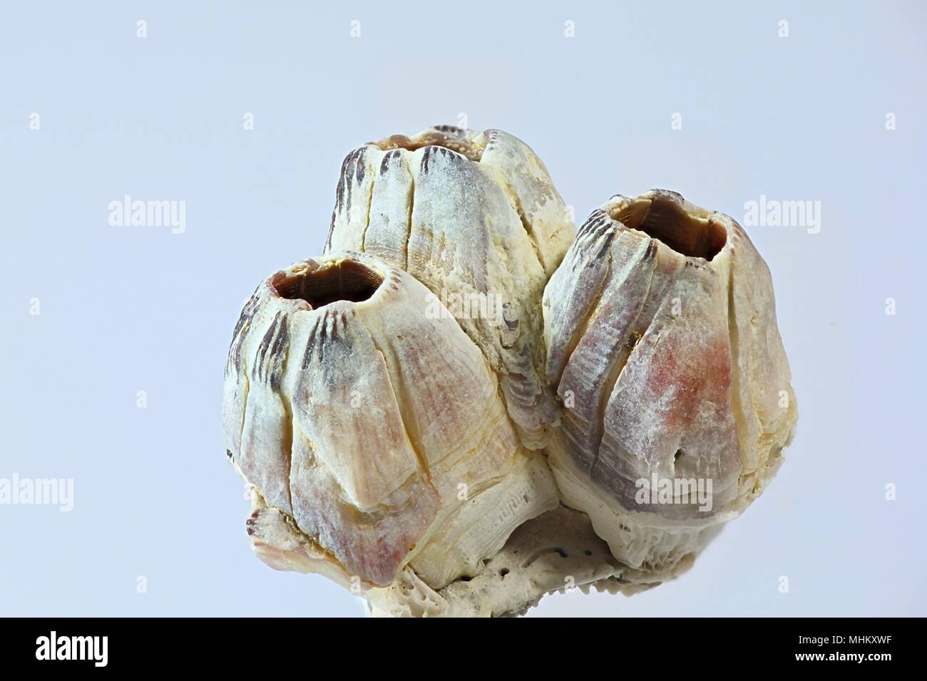 Acorn bay barnacle, Amphibalanus improvisus, an invasive harmful species Stock Photo