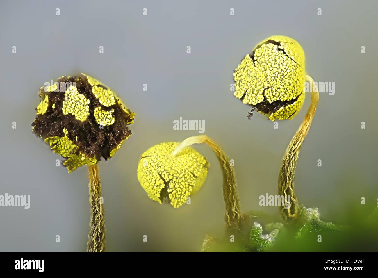 Golden slime mold, Physarum viride var. auranticum, a microscope image Stock Photo