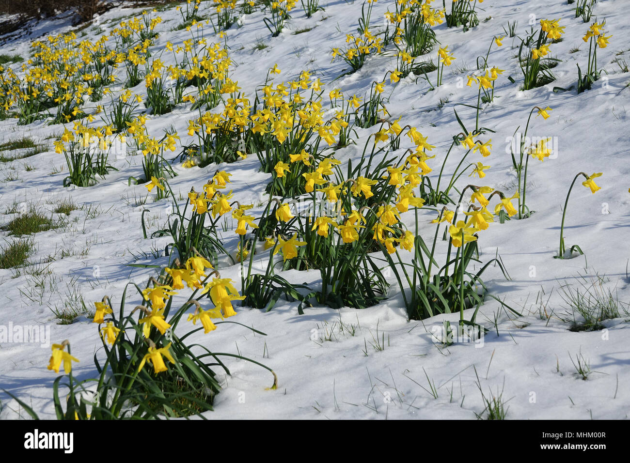 Daffodils in the late Spring snow fall Stock Photo Alamy