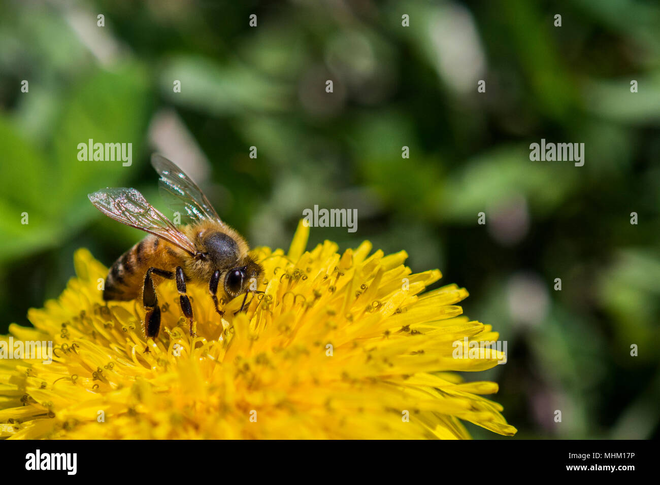 Honey bee collecting pollen on a bright yellow dandelion flower. Stock Photo