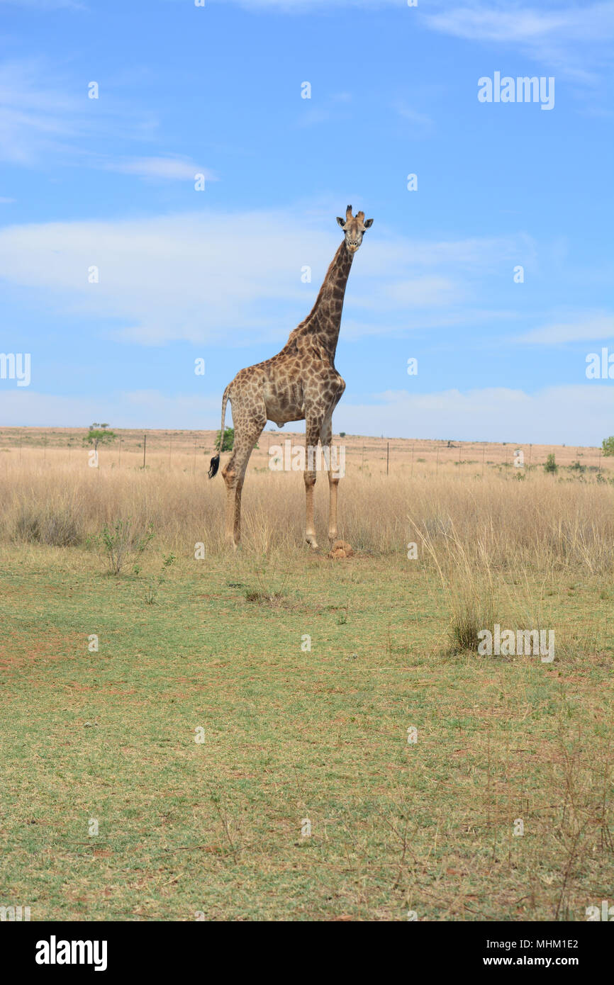 Giraffe grazing in the savannah in South Africa. Stock Photo