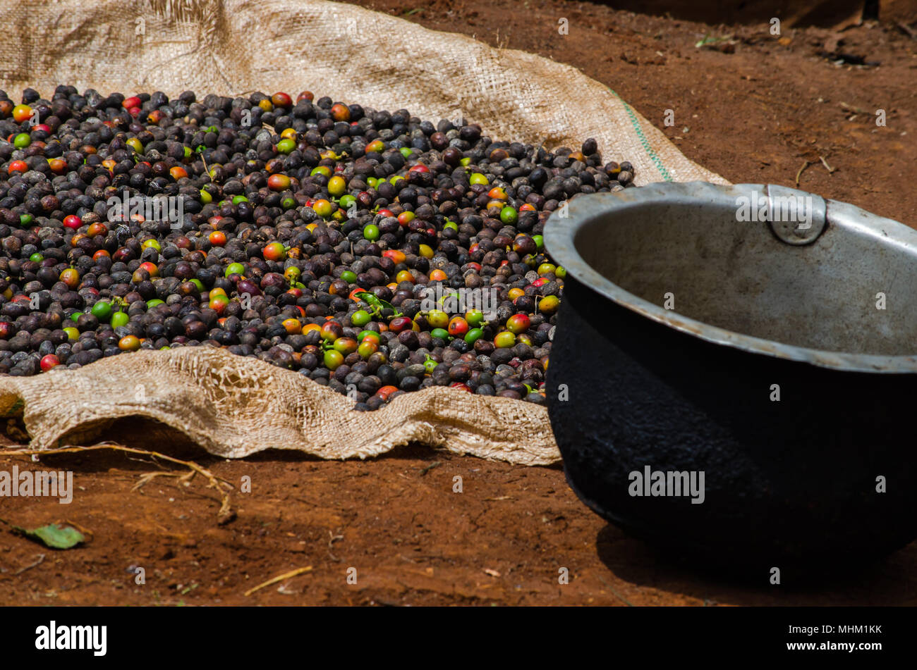 Kenyan coffee beans drying in the sun on the slopes of Mt Kenya Stock Photo