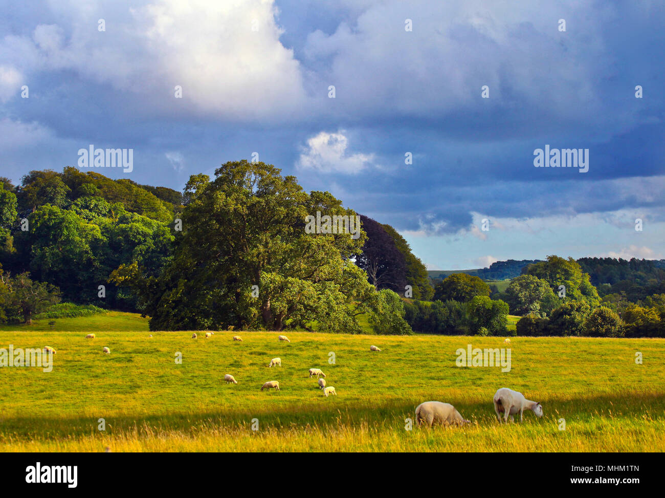 Wiltshire Sheep Field Stock Photo