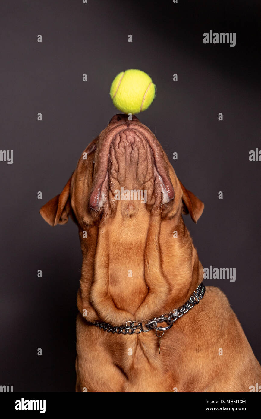 drogue de bordeaux dog