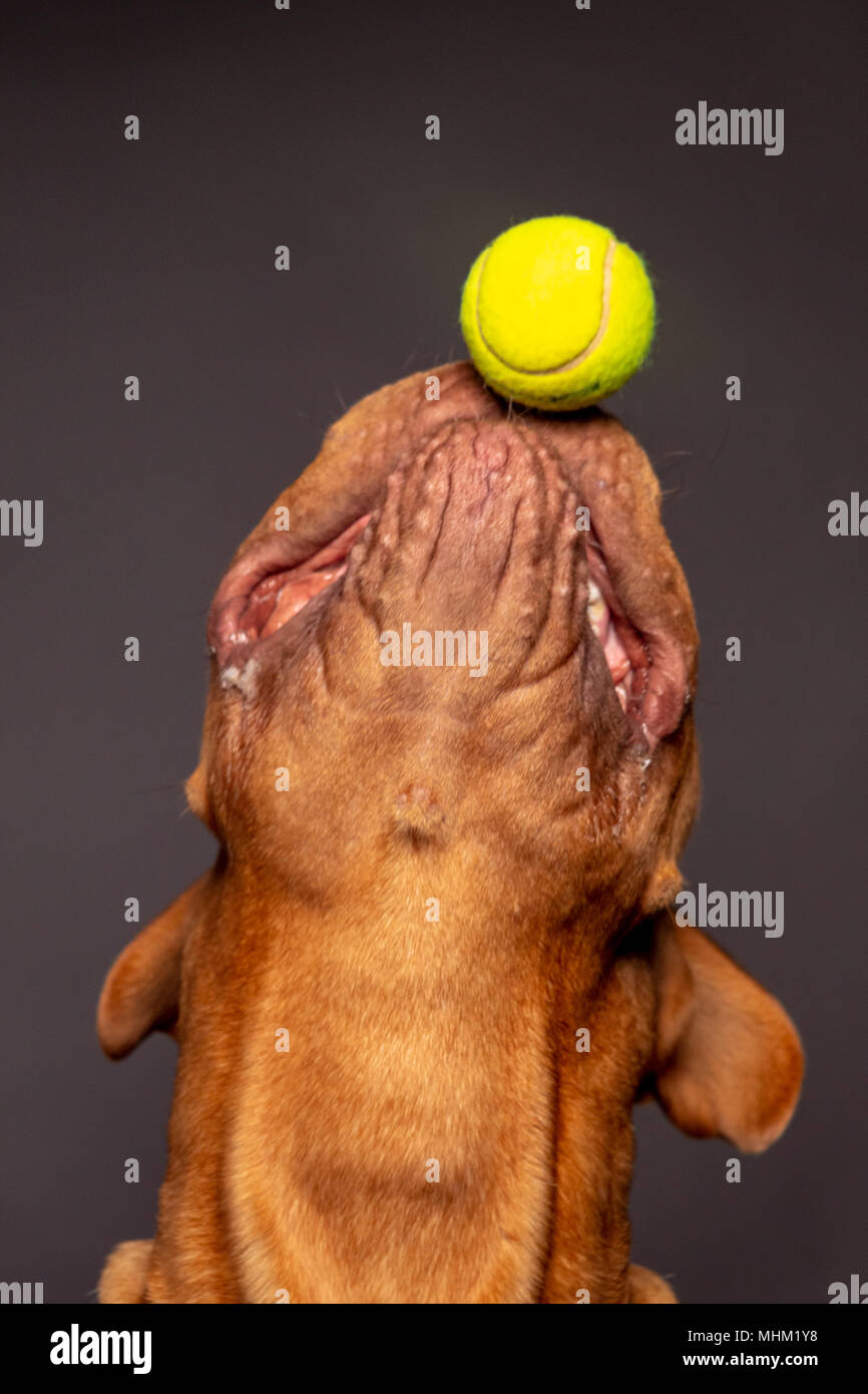 drogue de bordeaux dog