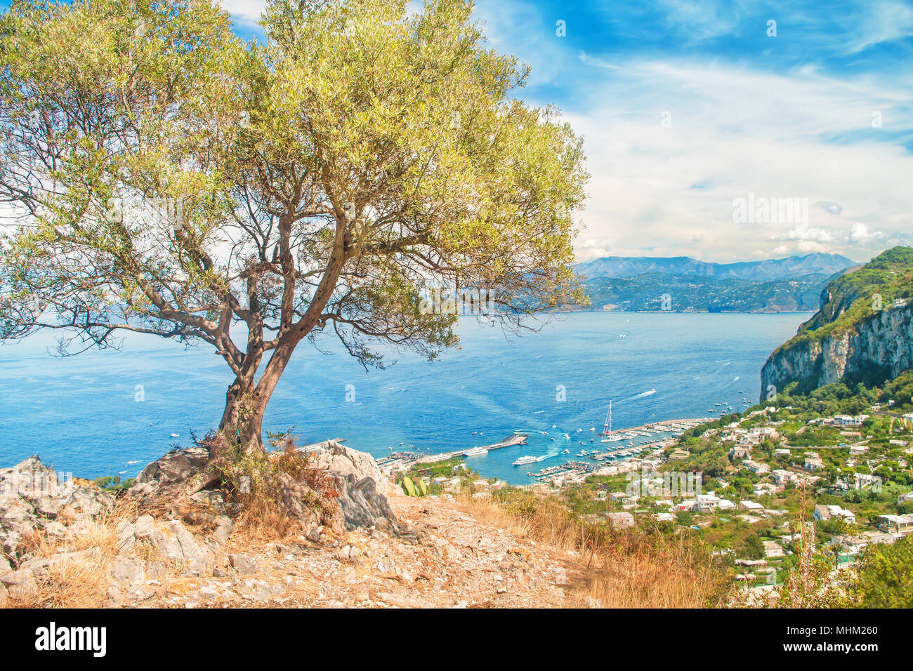 view of marina grande from mountain top with old olive tree in foreground, Capri, Salerno, Amalfi coast, Campania, Italy Stock Photo
