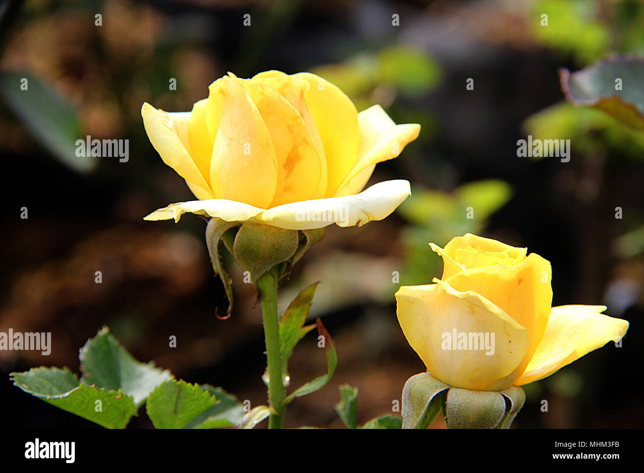 Beautiful Yellow Rose Stock Photo Alamy