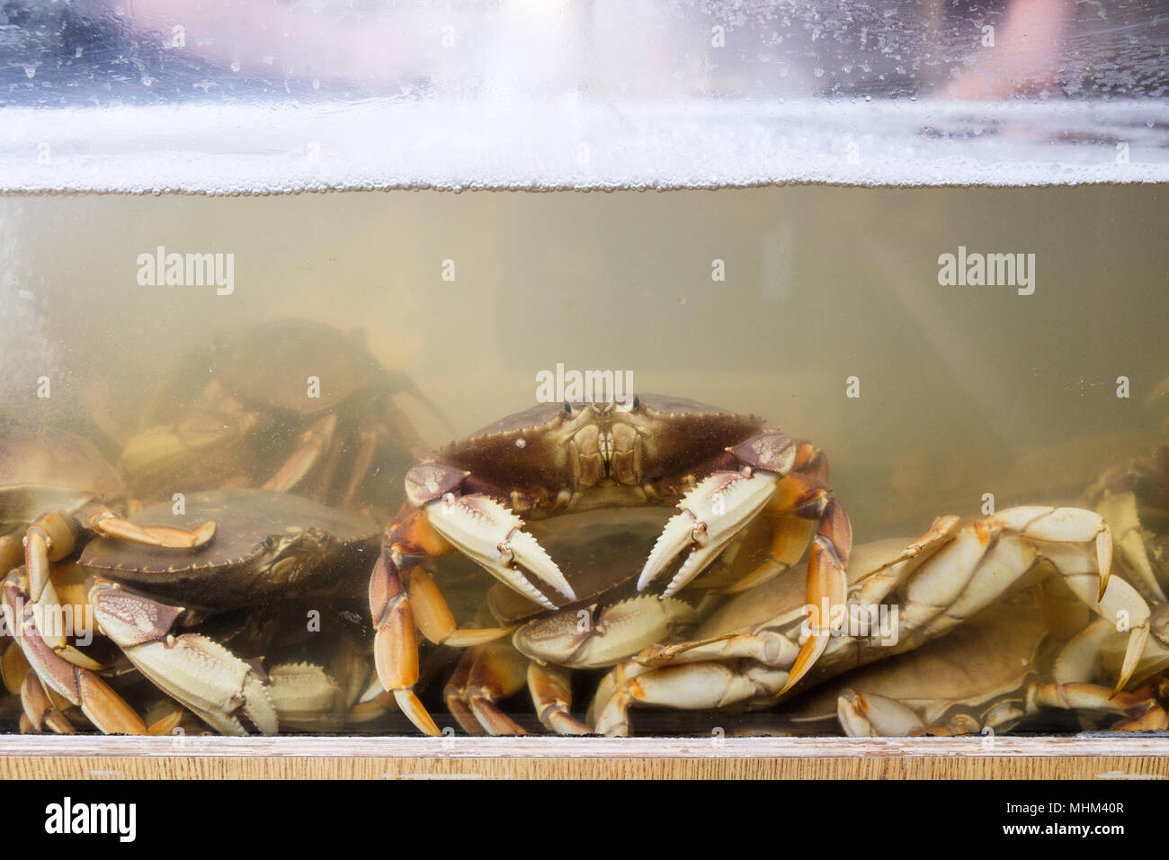 Crabs in a water tank at a fish market in San Francisco, USA Stock