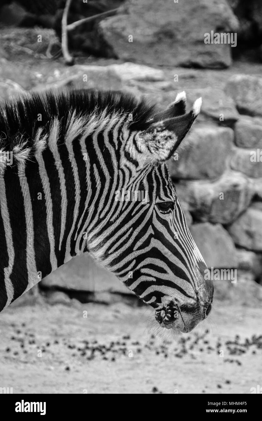 Close Up Of Zebra Head Stock Photo - Alamy