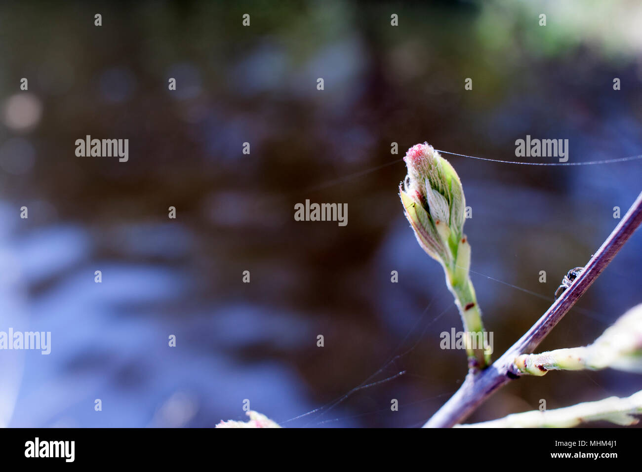 The first spring leaves on the trees Stock Photo Alamy