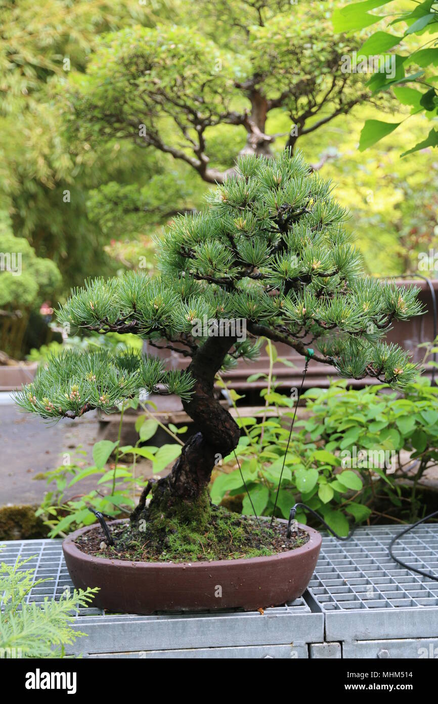 Beautiful green bonsai trees Stock Photo
