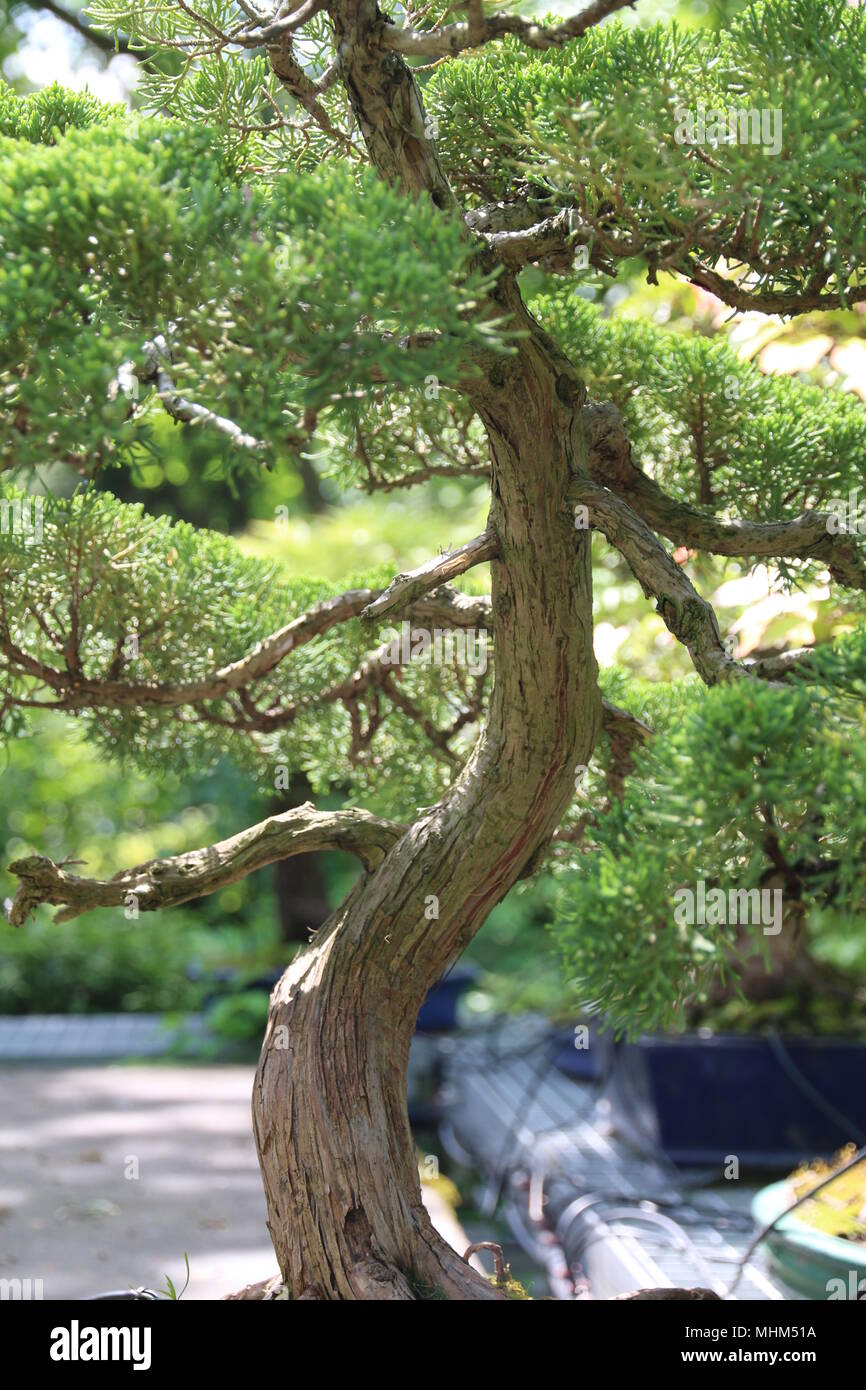 Beautiful green bonsai trees Stock Photo