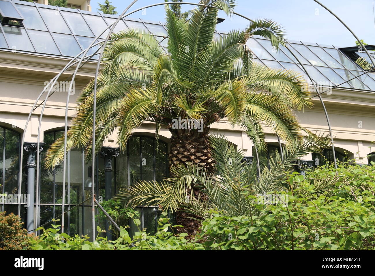 How To Keep Palm Tree Leaves Green at Carolyn Edwards blog