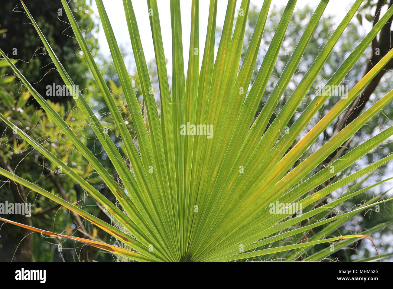 Palm tree green leaves Stock Photo Alamy