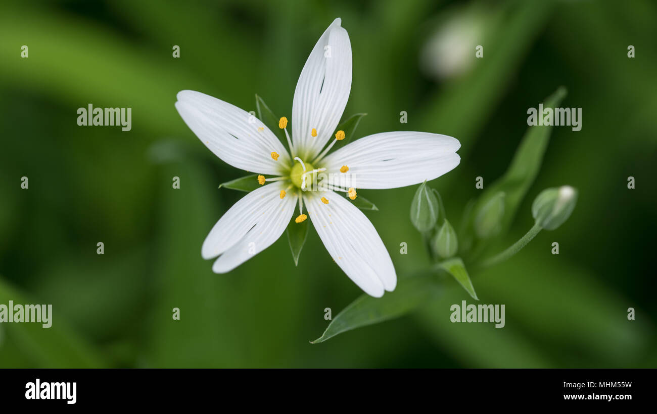 White chickweed flower in spring meadow. Stellaria graminea. Artistic close-up. Beautiful flowering wild herb. Bloom, buds. Blurred grassy background. Stock Photo