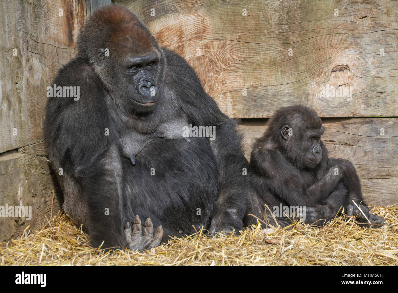Gorilla's Stock Photo