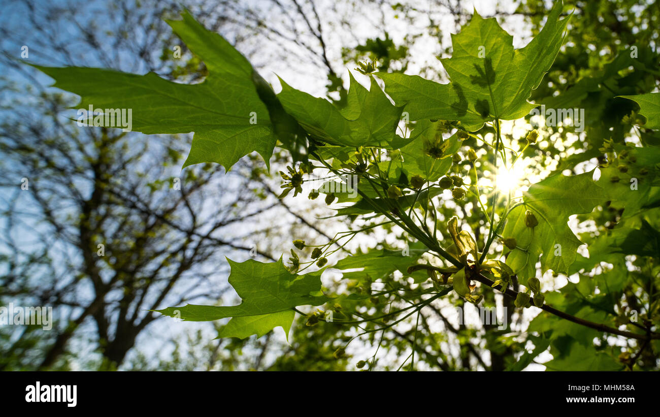 Norway maple leaves in spring sunny weather. Acer platanoides. Close-up of the branch with lush green foliage. Blue sky with glowing sun. Backlight. Stock Photo