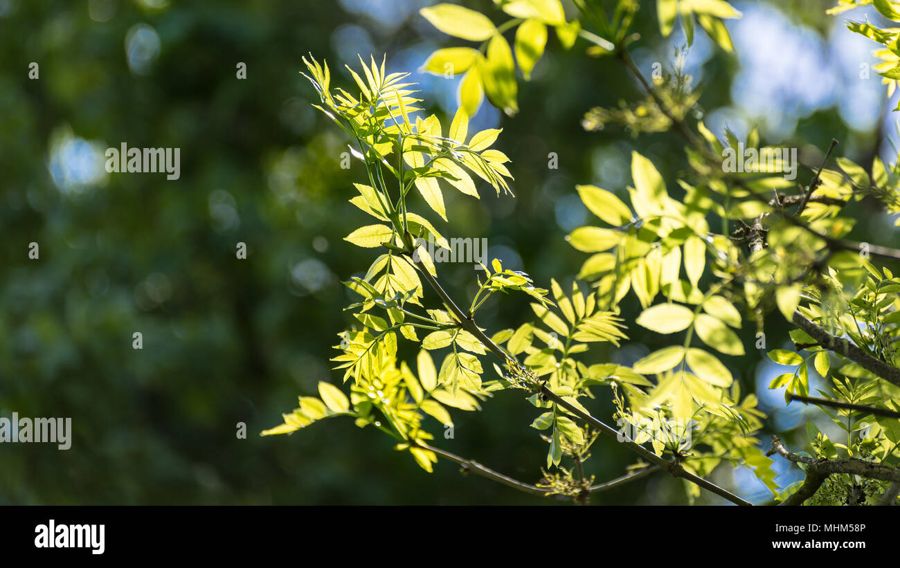 Black locust tree leaf hires stock photography and images Alamy