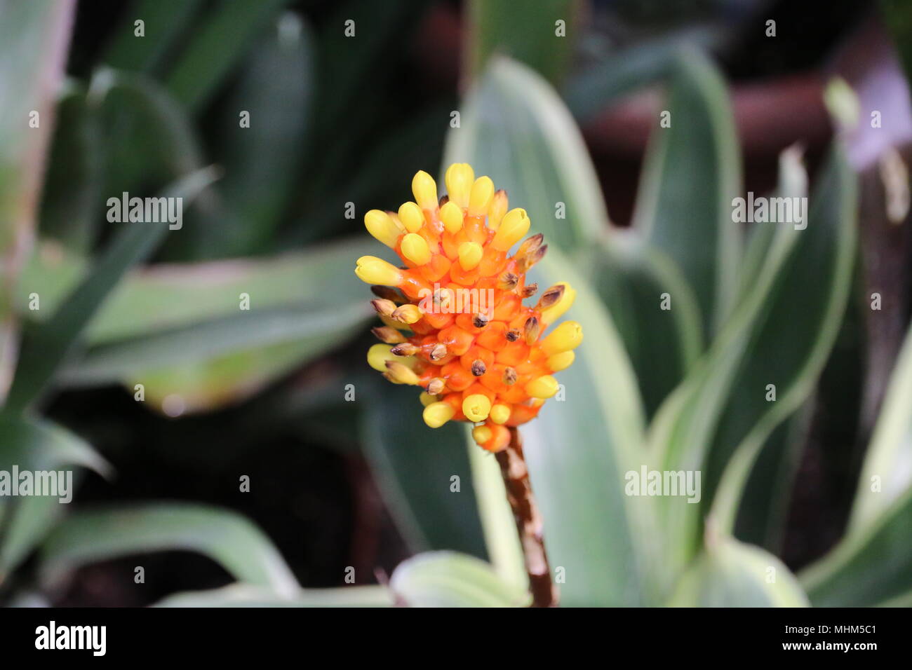 Orange flower botanic garden Stock Photo