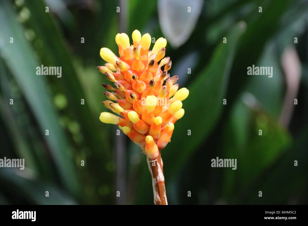 Orange flower botanic garden Stock Photo