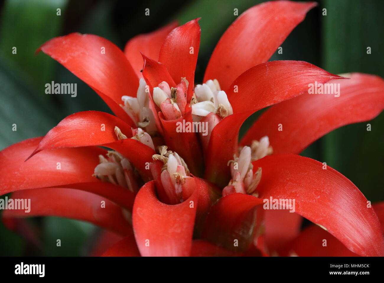 Beautiful red tropical cactus flowers Stock Photo