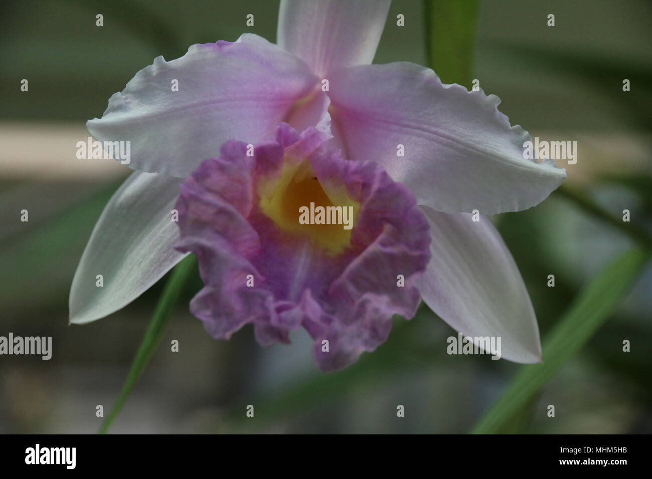 Beautiful purple and white flowers hi-res stock photography and images ...