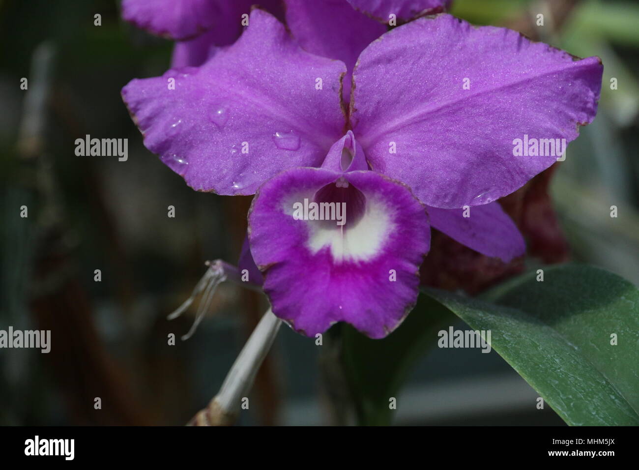 Purple flowers purple hi-res stock photography and images - Alamy
