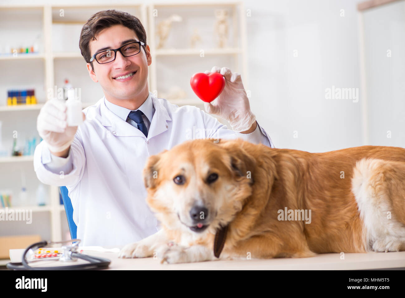 Doctor examining golden retriever dog in vet clinic Stock Photo Alamy